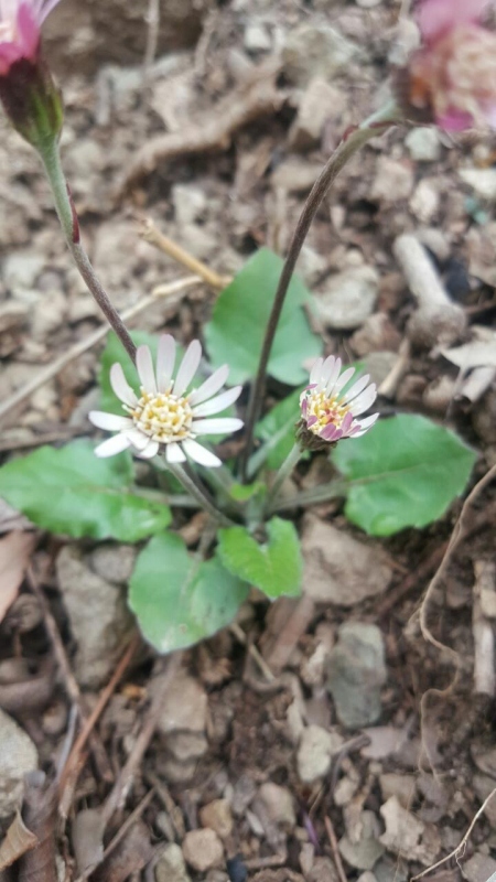 bc71989e73ab147a87849f3cd40f2483_1554142055_0181.jpg bc71989e73ab147a87849f3cd40f2483_1554142055_0181.jpg