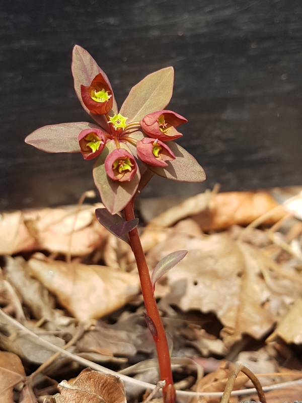 c090629b4fdf8aec0aa814f7b9feaef0_1554045849_1242.jpg c090629b4fdf8aec0aa814f7b9feaef0_1554045849_1242.jpg