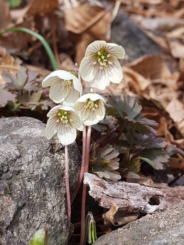 c090629b4fdf8aec0aa814f7b9feaef0_1554046036_6699.jpg c090629b4fdf8aec0aa814f7b9feaef0_1554046036_6699.jpg