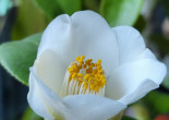 털동자꽃과 백동백꽃
