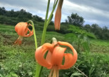 땅나리(Lilium c…