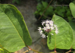 산달래