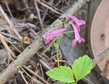  width=100%></a></td></tr><tr><td height=1 bgcolor=#cccccc></td></tr><tr><td bgcolor=#f3f3f3 align=center height=22><a href=