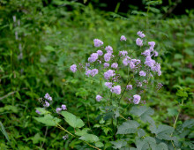  width=100%></a></td></tr><tr><td height=1 bgcolor=#cccccc></td></tr><tr><td bgcolor=#f3f3f3 align=center height=22><a href=